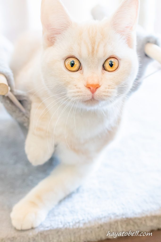 猫カフェ　富士サファリパーク