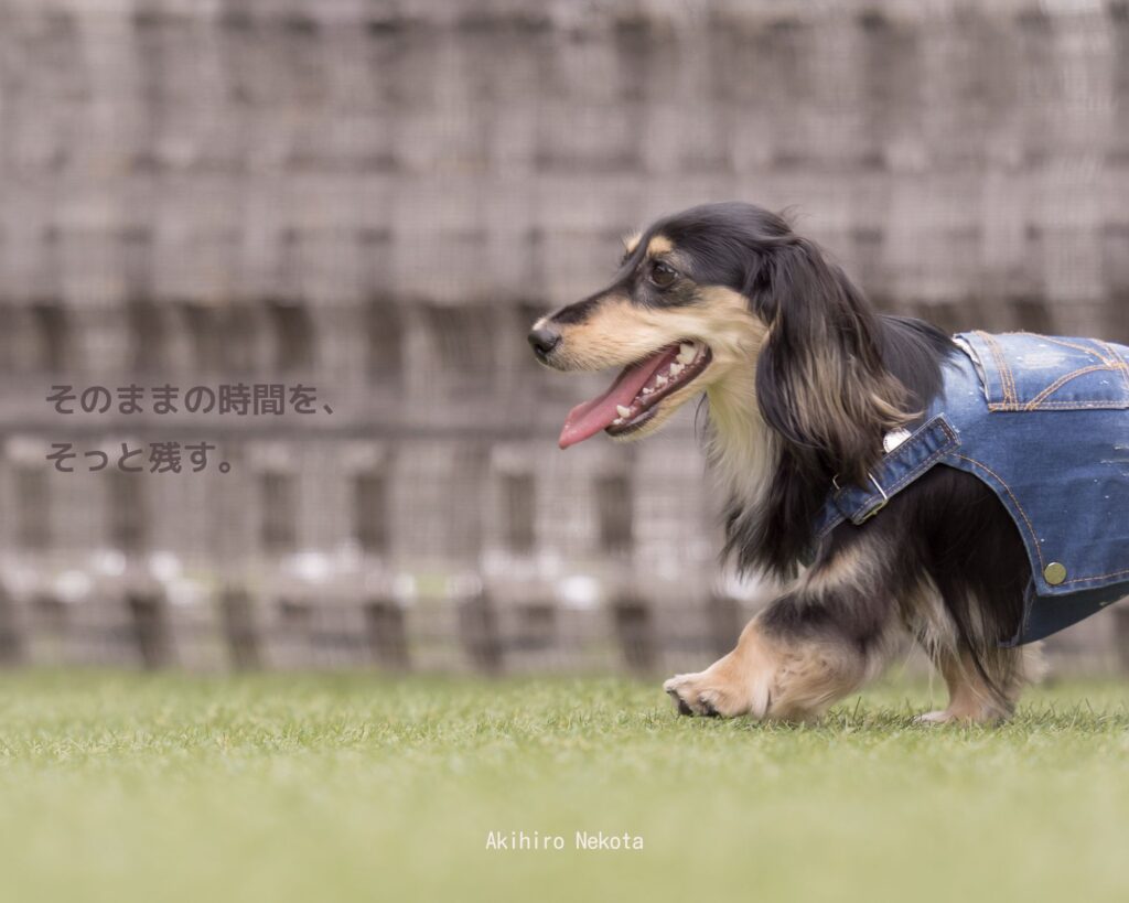 ペット出張撮影｜猫田晃広