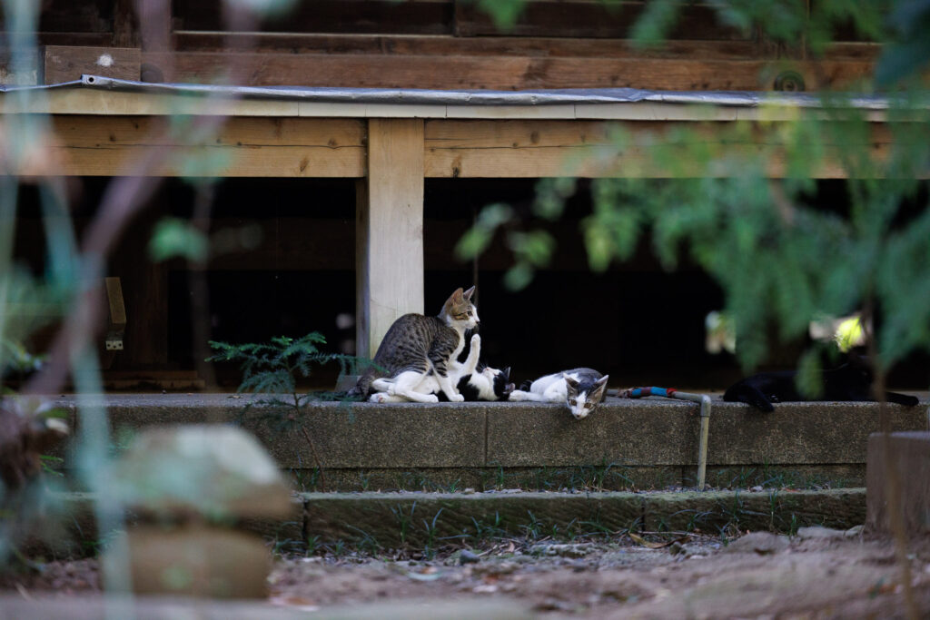 寺の建物の縁で思い思いに過ごす猫たち