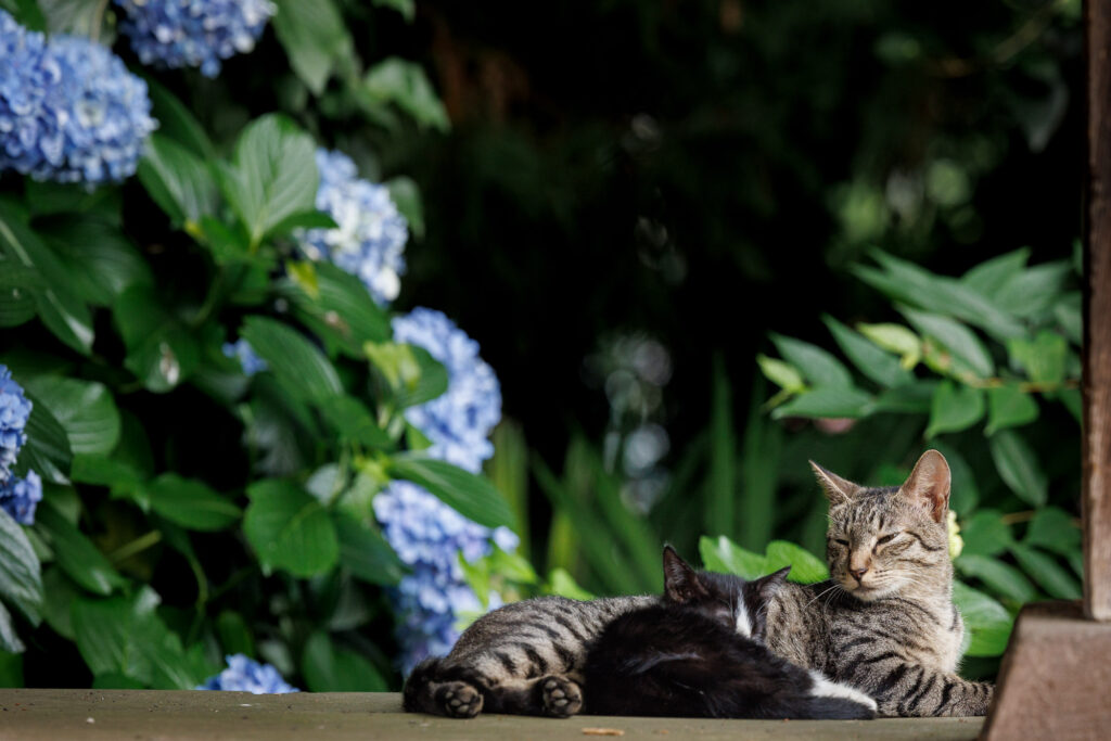 紫陽花のそばで寄り添って眠る二匹の猫