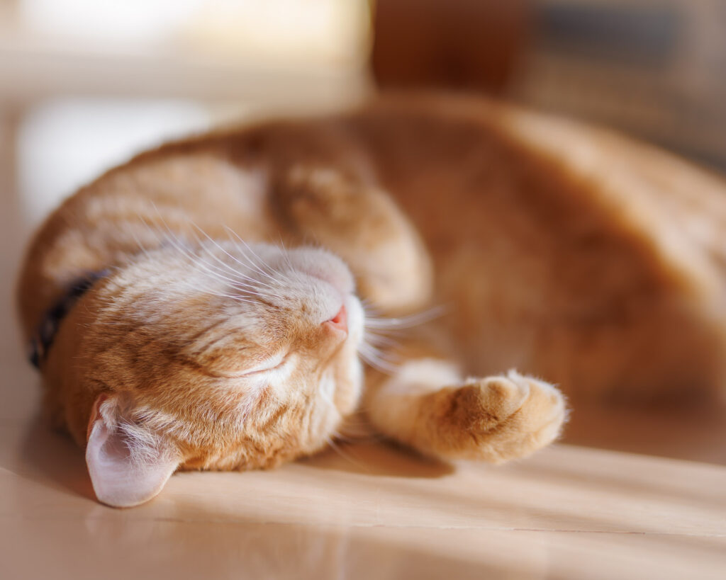 窓辺の光の中で眠る茶トラ猫