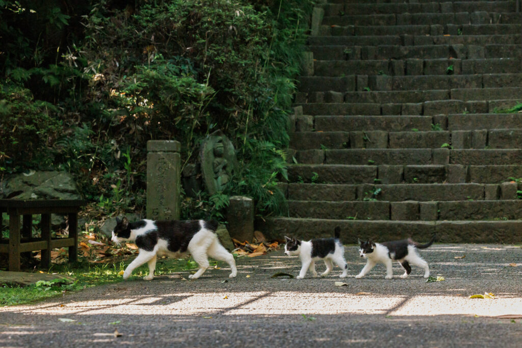 石段の前を並んで歩く親猫と二匹の子猫