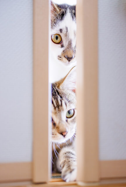 引き戸の隙間から顔をのぞかせる二匹の猫