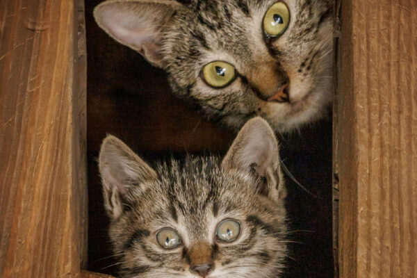 木の小窓から顔をのぞかせる親猫と子猫