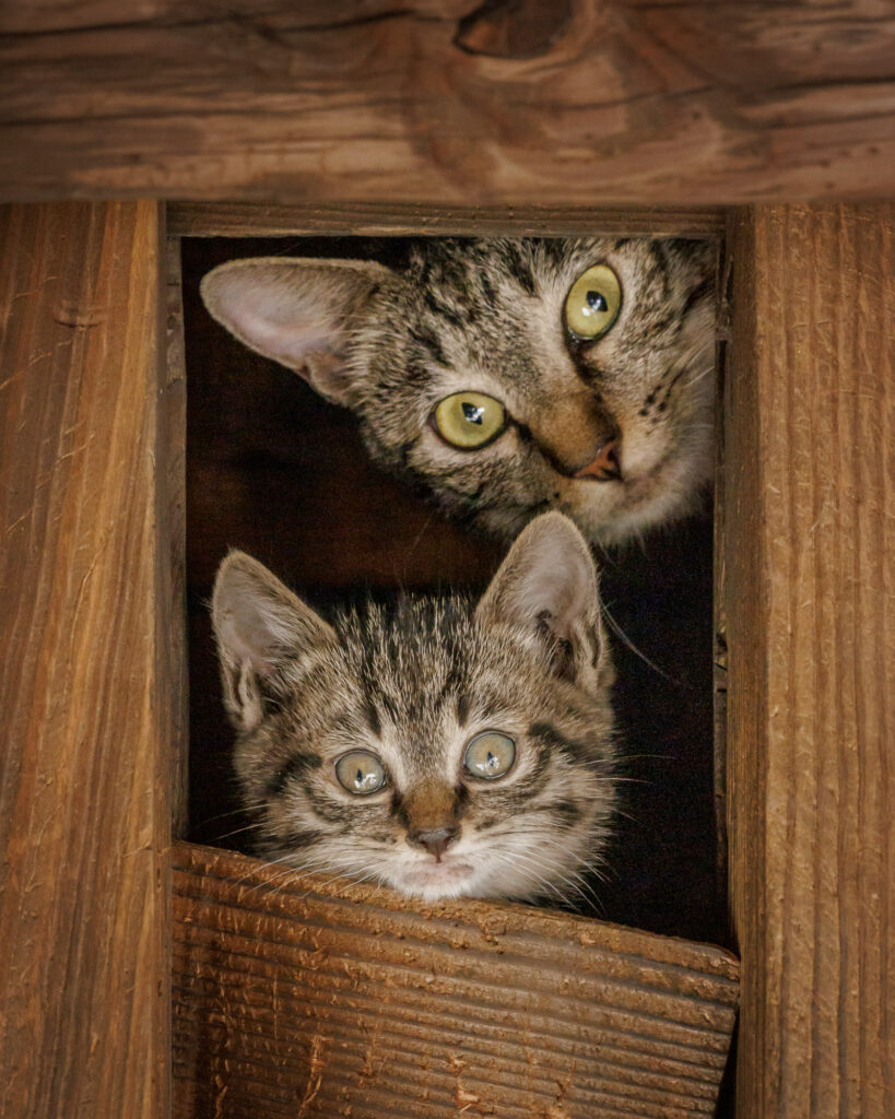 木の小窓から顔をのぞかせる親猫と子猫