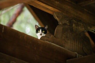 まんまるおめめの猫ちゃんを撮るには？ | 猫田晃広写真館